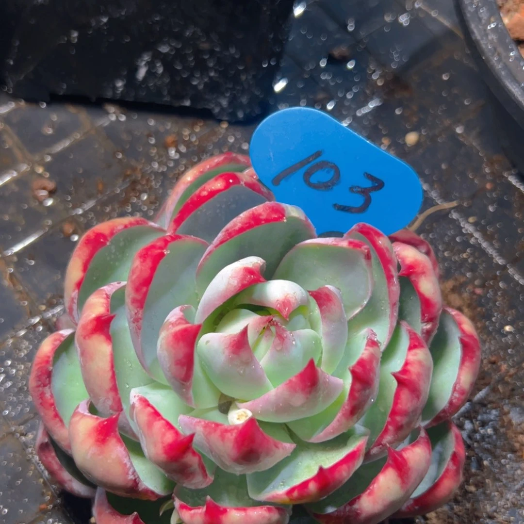 惊鸿仙子一物一拍103号