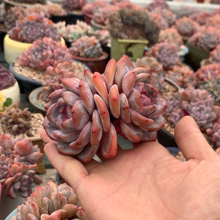 双头石榴籽花花花花