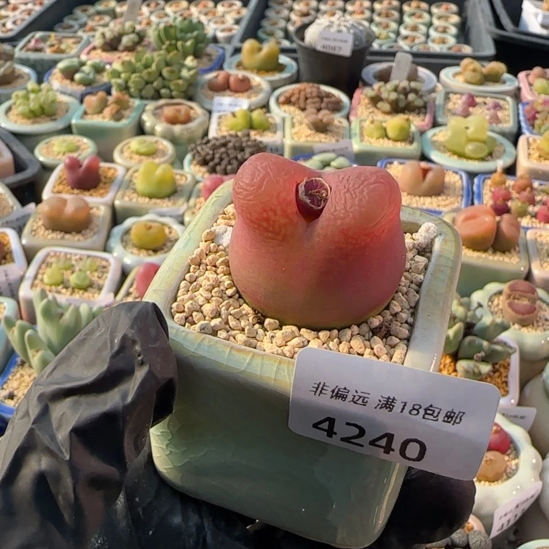 4240--一物一拍 带盆