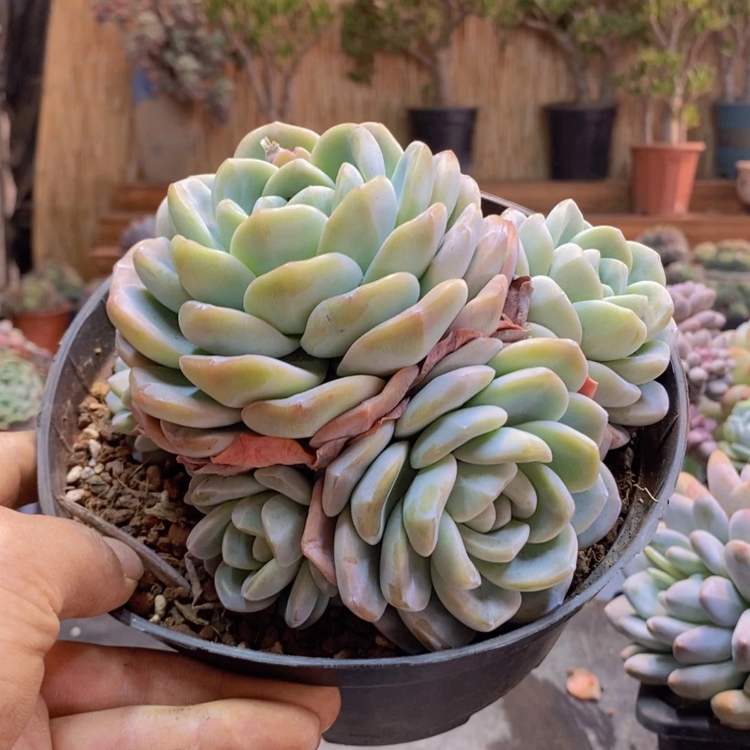 小*126号冰玉群生