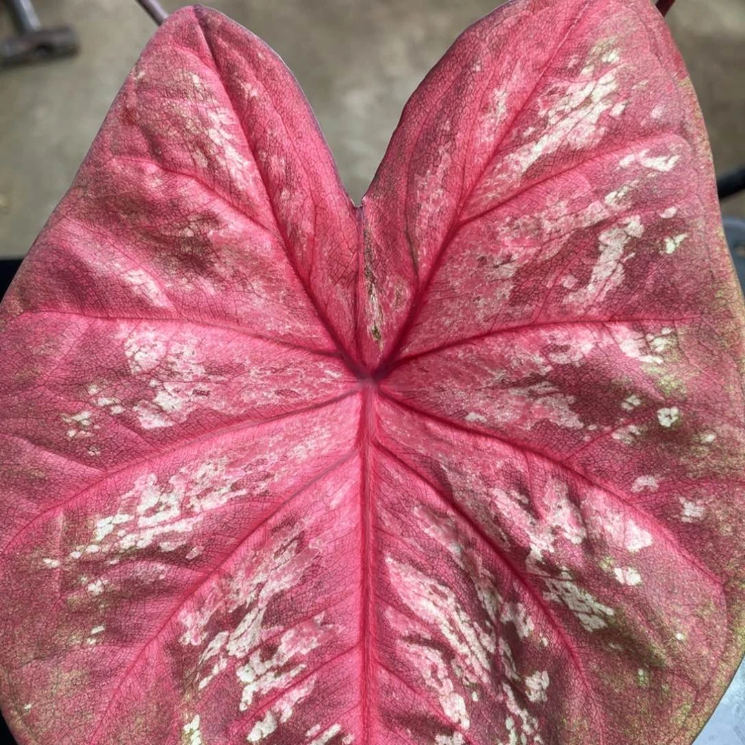 无花朵海王养定发货