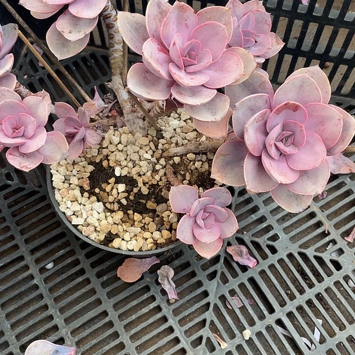 第***毛多肉植物，一物一拍