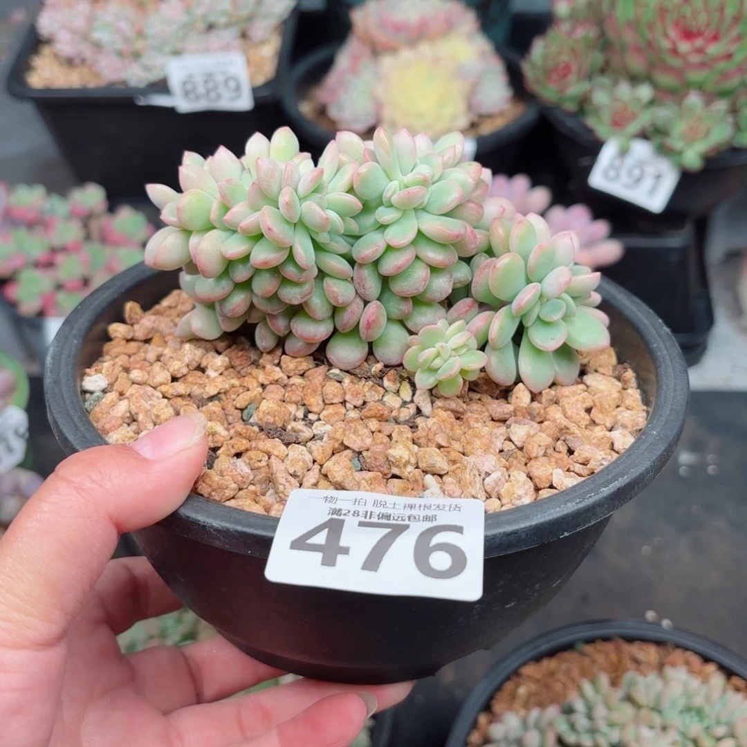 泡芙缀无盆土发货
