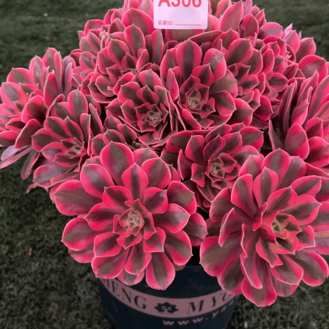 306，红粉佳人多肉植物