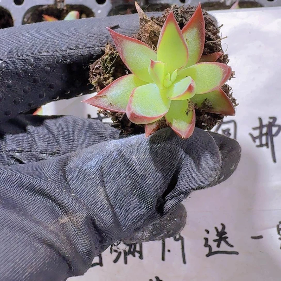 惊鸿仙子两米三颗