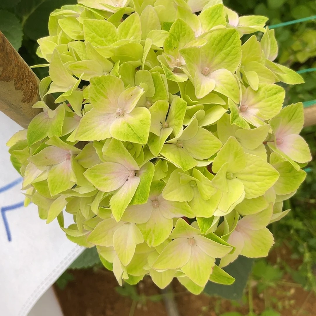 绣球切花一物一拍3枝起包邮,71
