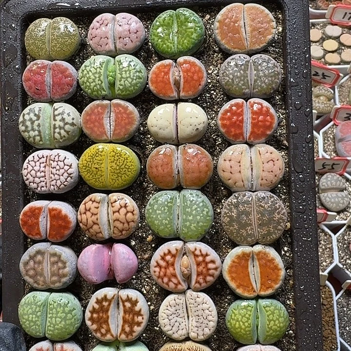 裸根带盆土23:：。在。  29号