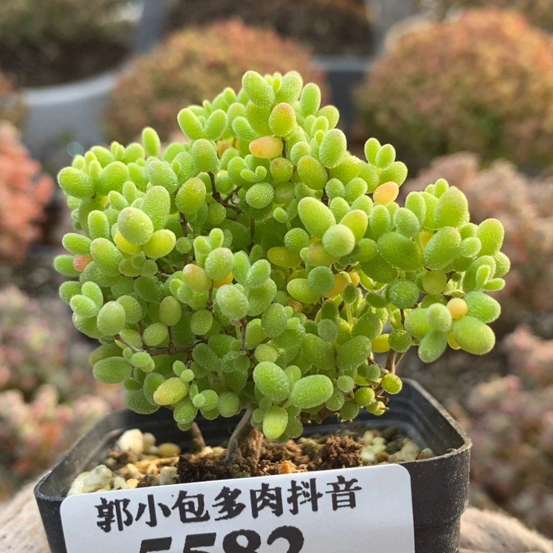 蜜橘糖球5582枝干番杏