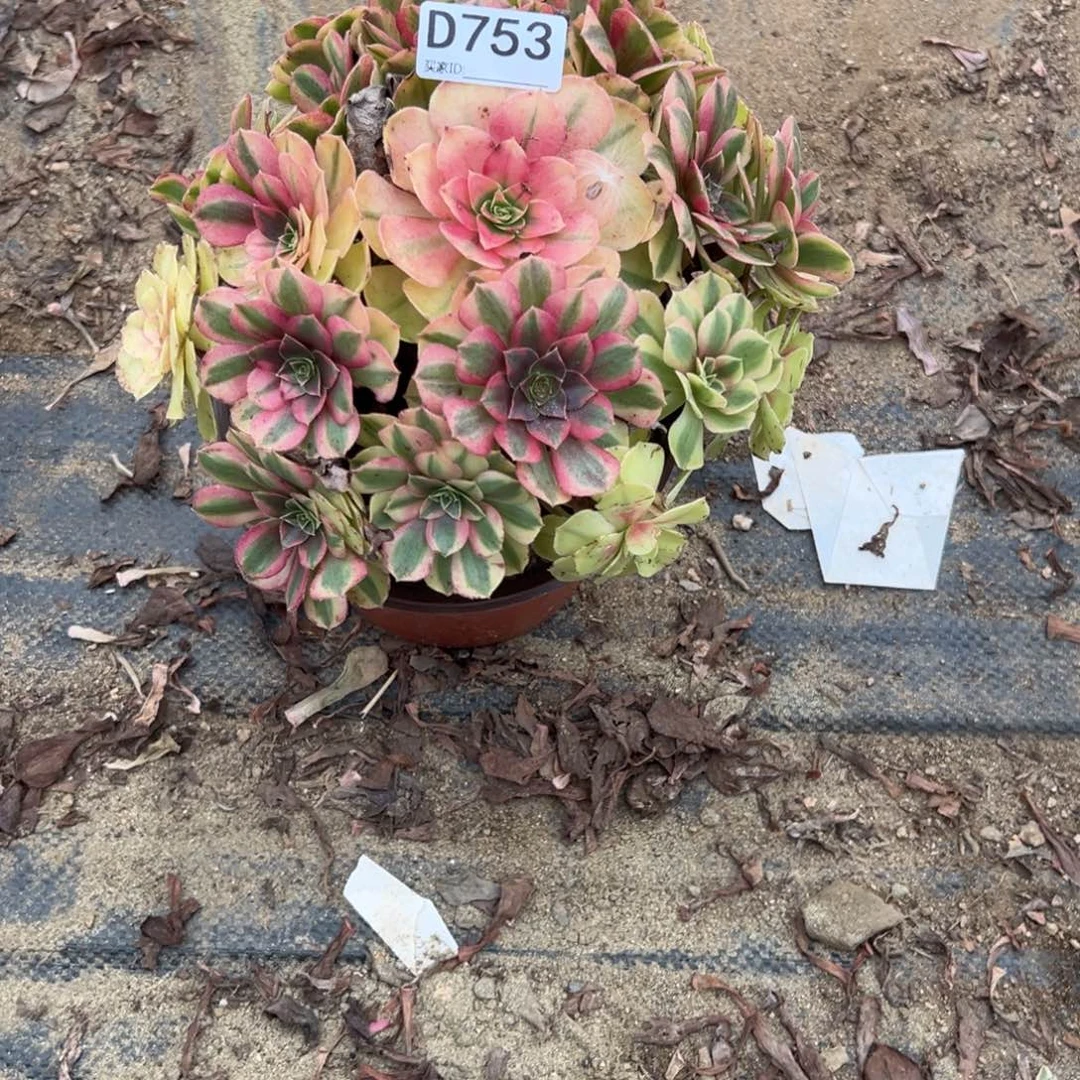 753雨荷多肉植物法师多肉