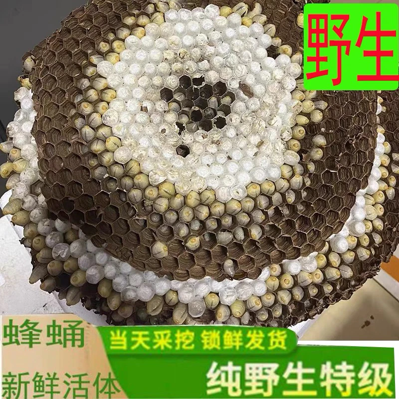 新鲜活体带巢深山野生马蜂蛹一斤