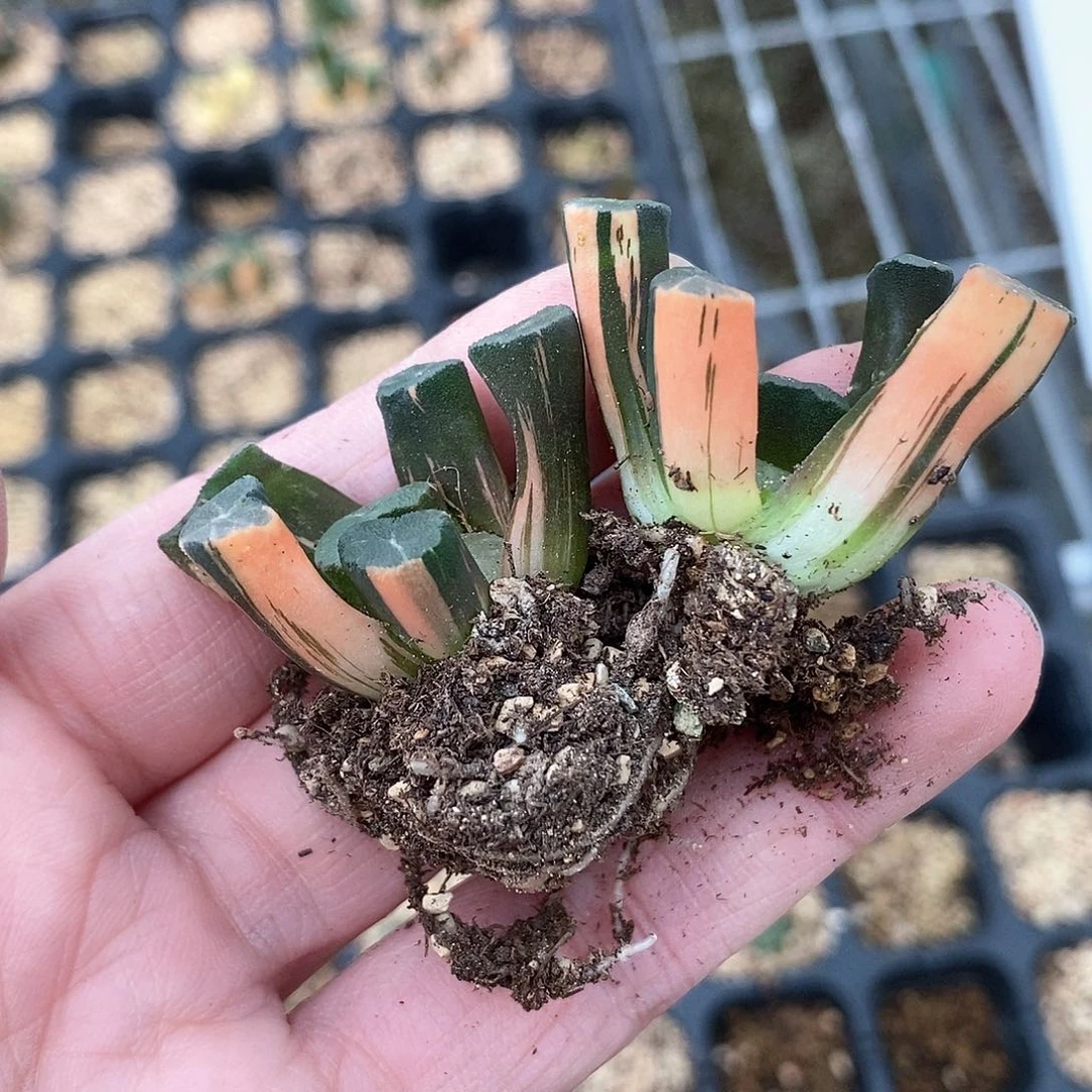 红陶白妙万象锦2克脱土发货