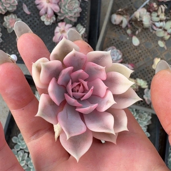 粉蝶一物一拍好看