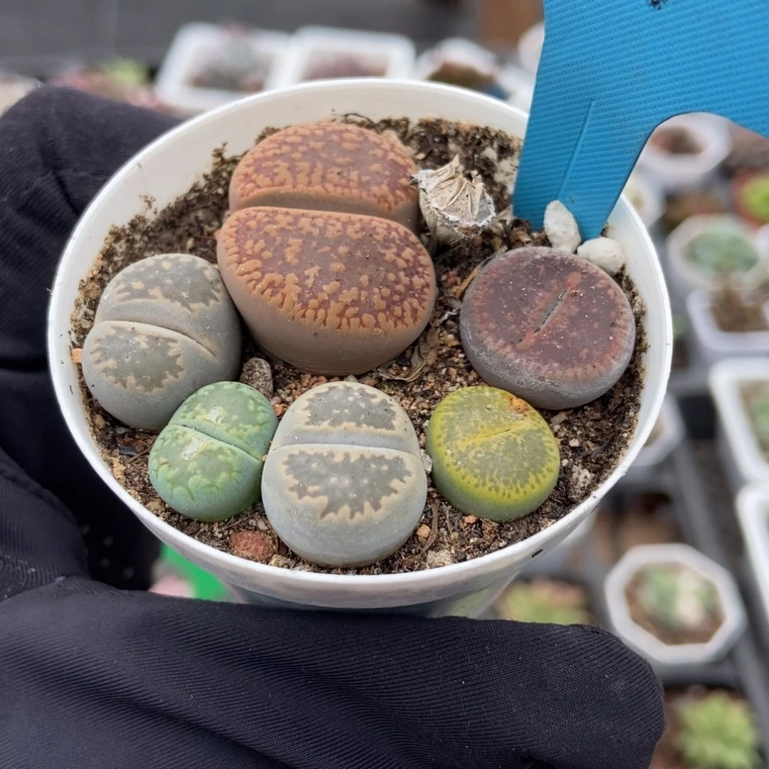119生石花多肉植物