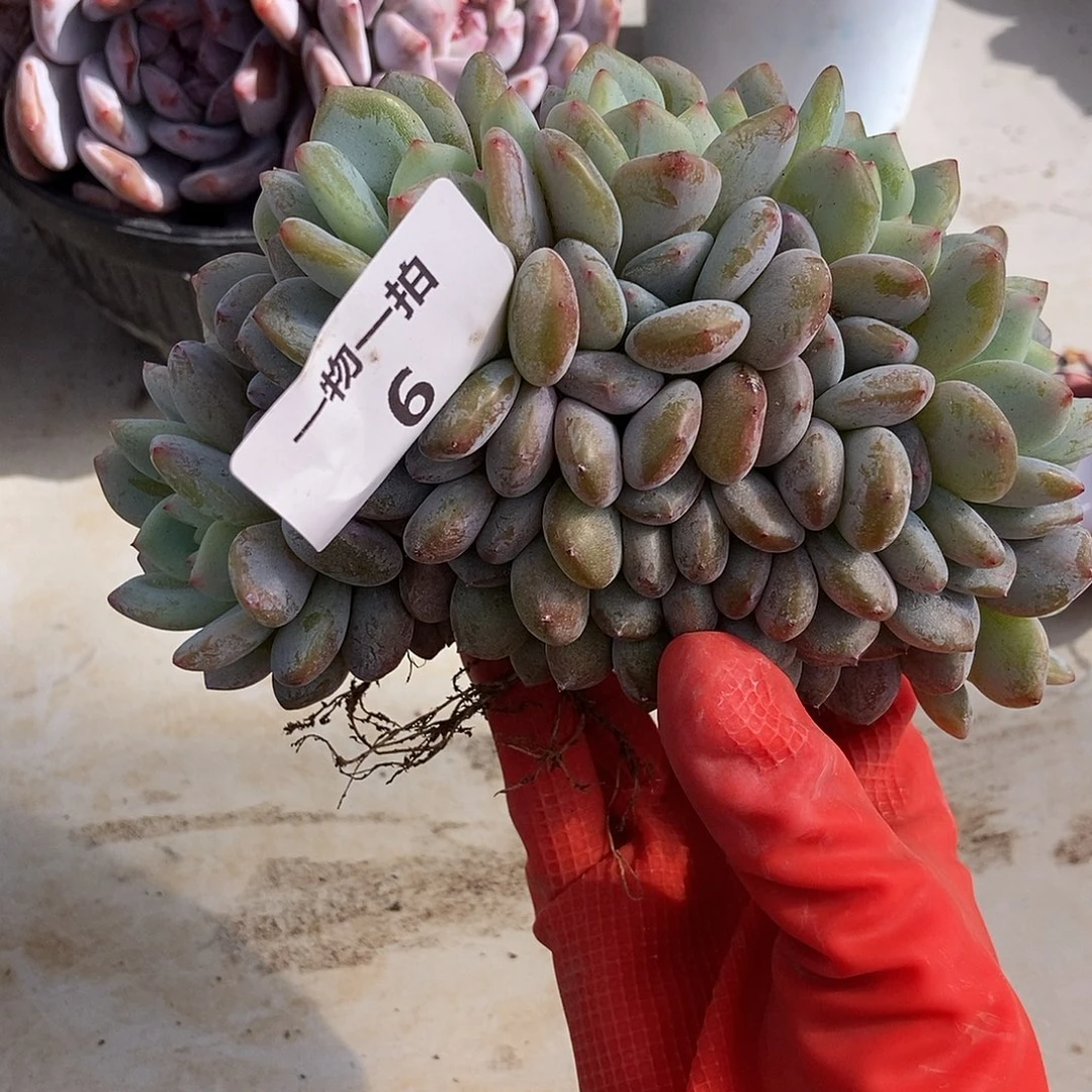 6 号一物一拍不退不换