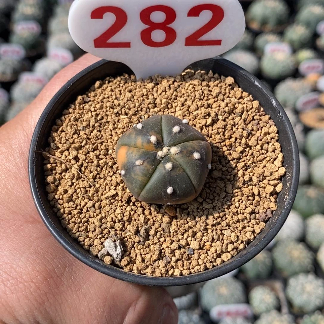 282五愣兜锦福利