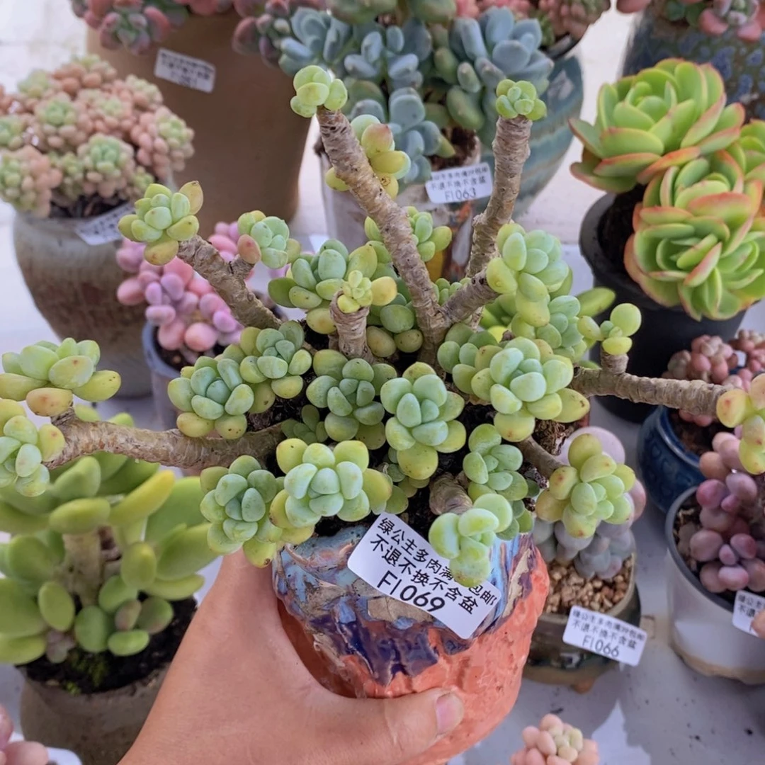 劳尔老桩11cm1069多肉植物