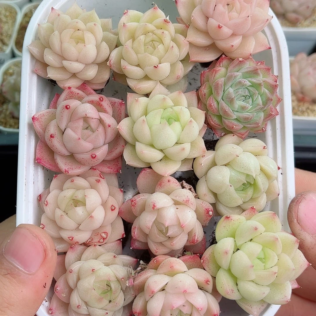 1-983 新疆西藏内蒙不发12.8包邮2-3公分