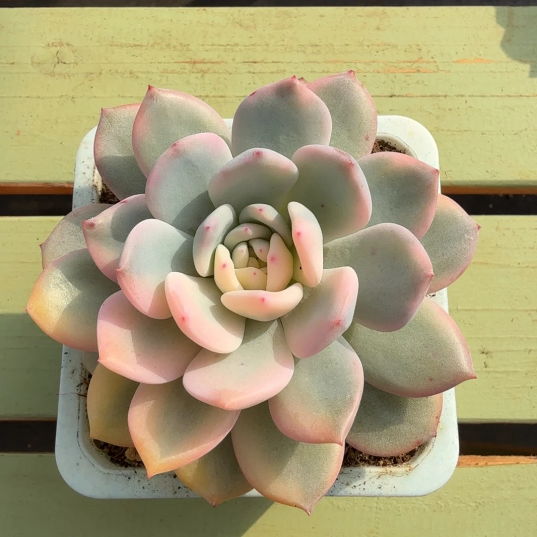 梦露半宽锦锦上园艺一物一拍