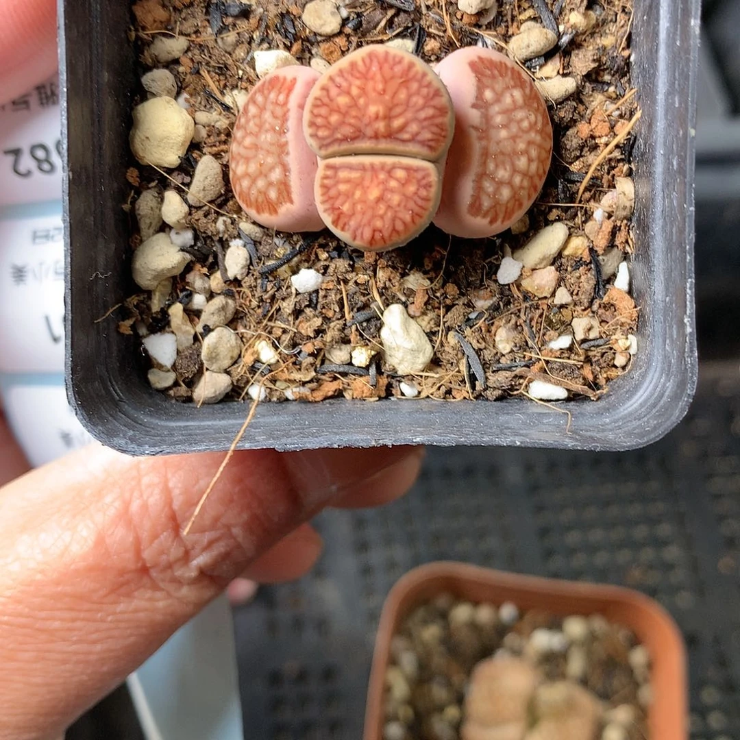 X579多肉植物保护