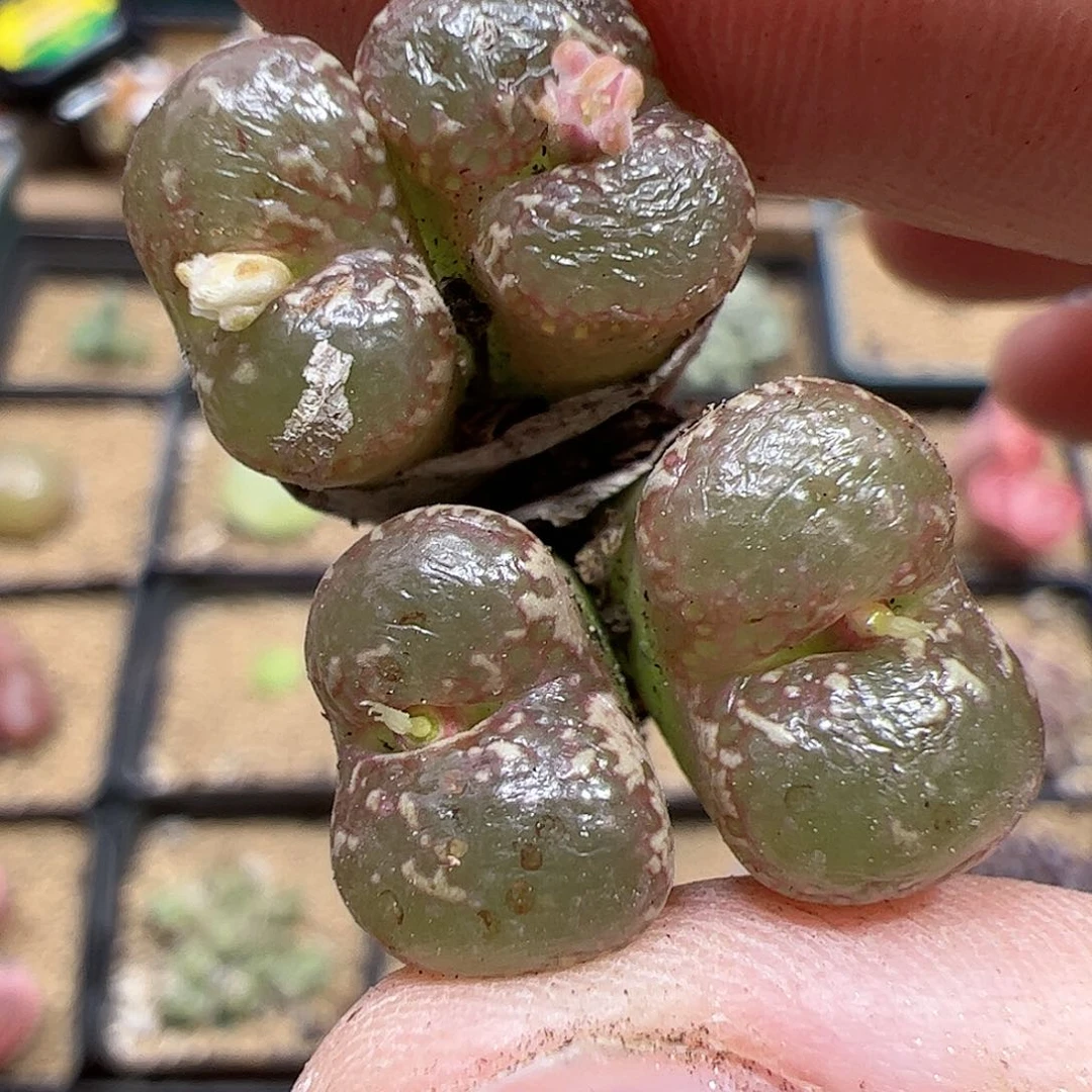【闪购商品】10 勋章