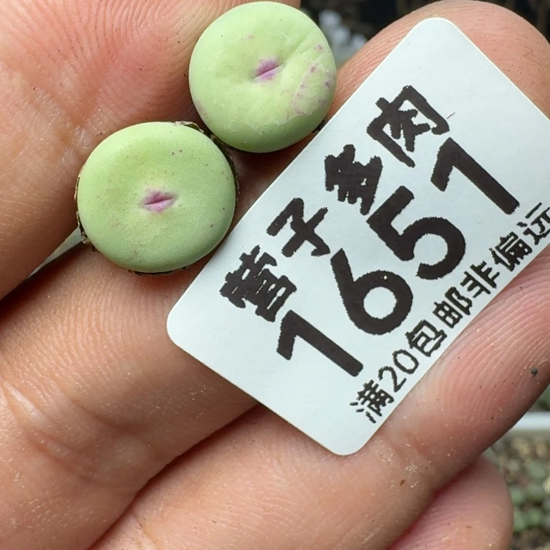 紫皮大红嘴带盆土。