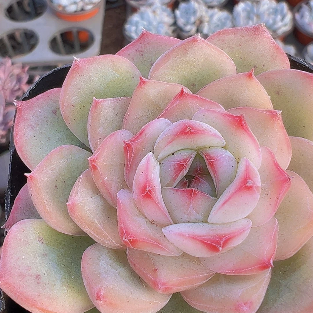 玉笛19包邮多肉植物m