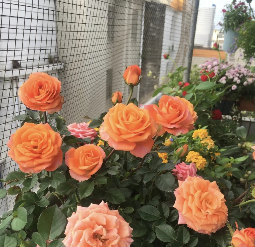 【金牛座】中香大花阳台花园楼顶好养护抗病性强花卉绿植月季盆栽