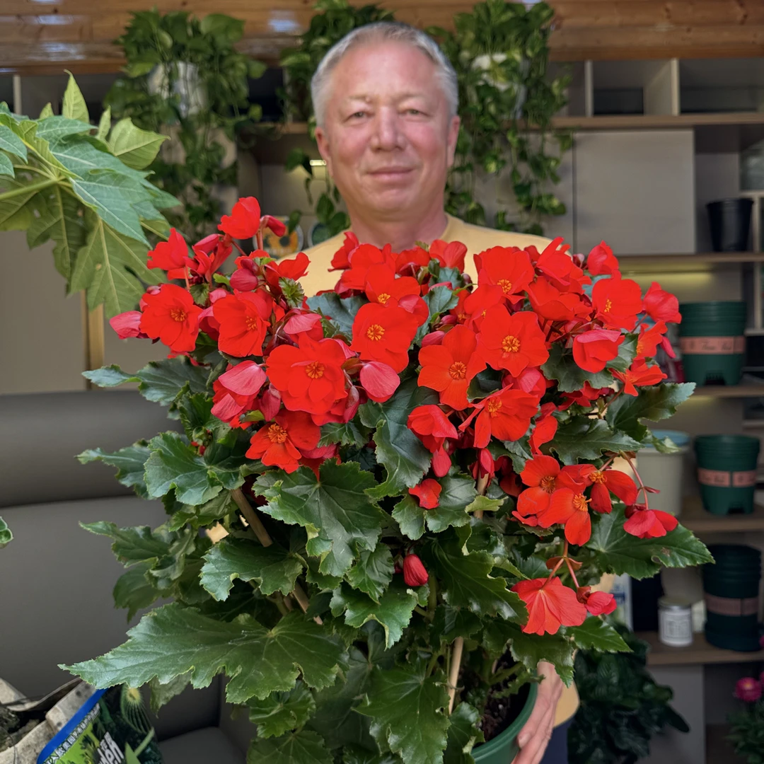 秋根海棠花进口种子10خەيتاڭ ئىمپورت 10دانچە ئۇرۇقى