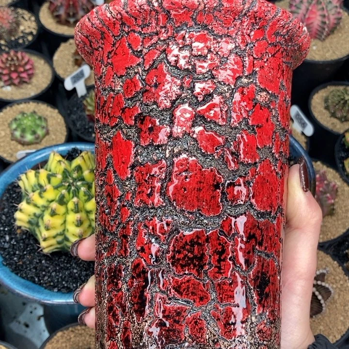 D****g专拍的 米哈仙人球