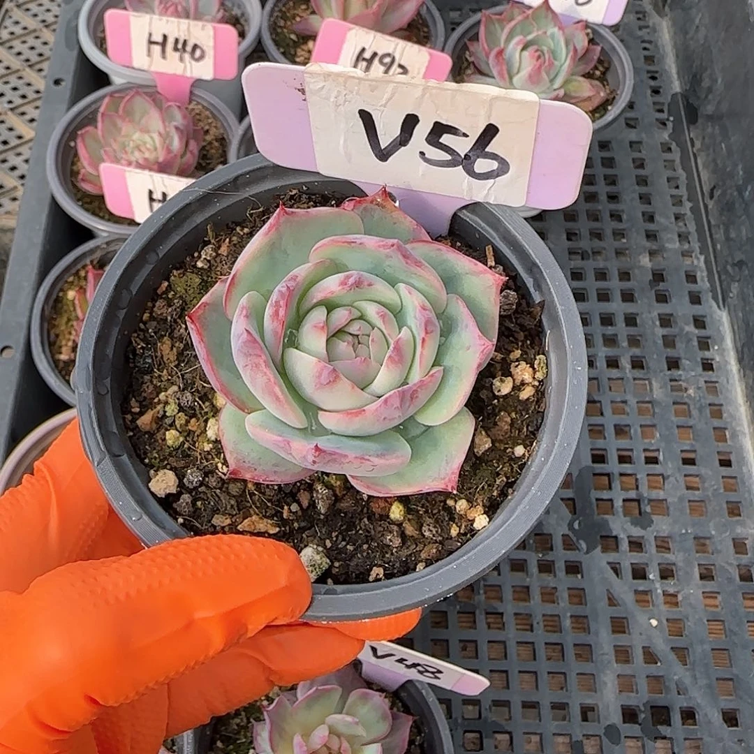 小*姐V56惊鸿单头多肉