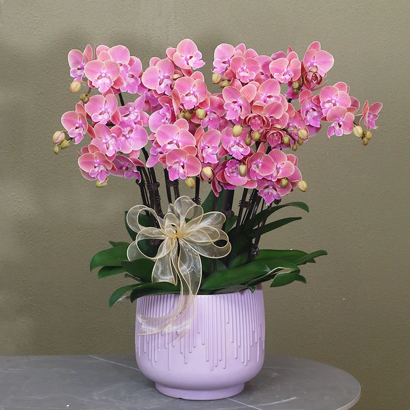 【美人鱼】马卡龙粉蝴蝶兰带花带盆组好伴手礼送礼茶桌婚礼客厅美化