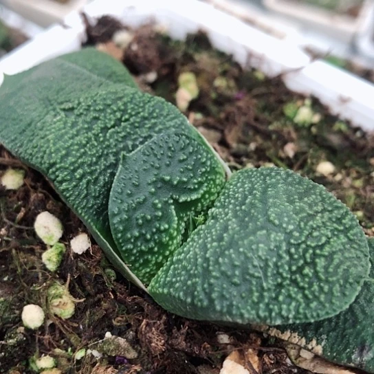 实生蜗牛脱盆发货