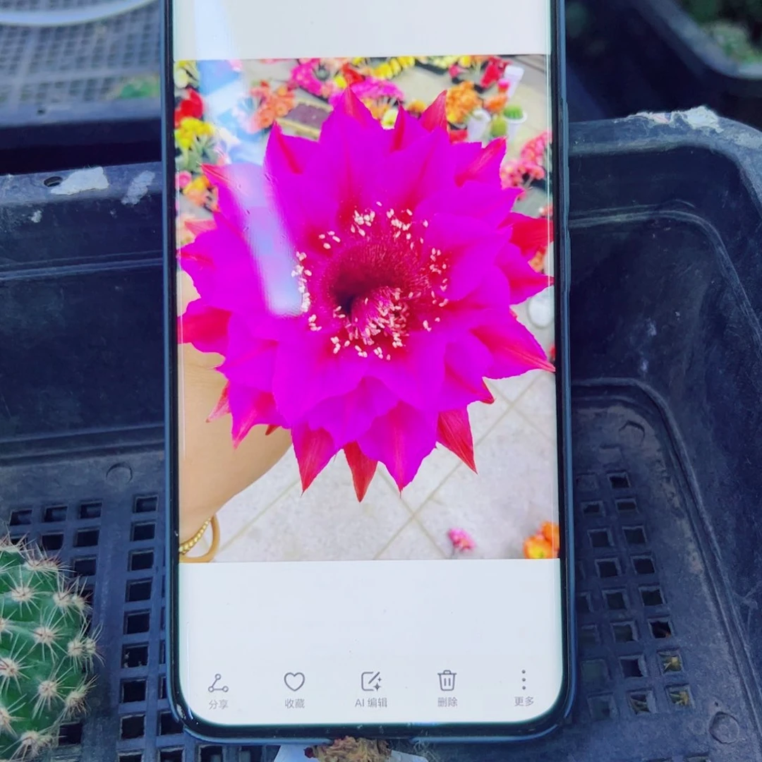 下47彩草紫霞歪无根侧芽3一4公分左右20包邮