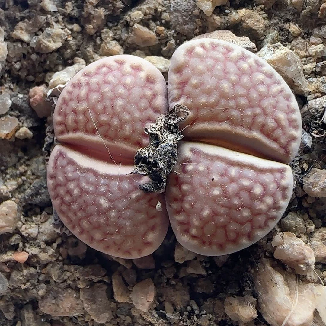 开播福利。  38097