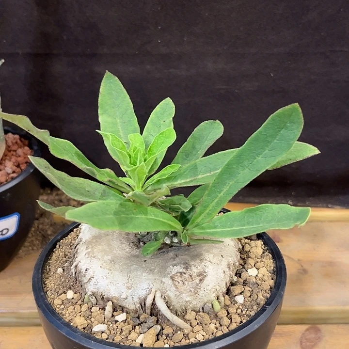 汤圆植物龙卵窟哈