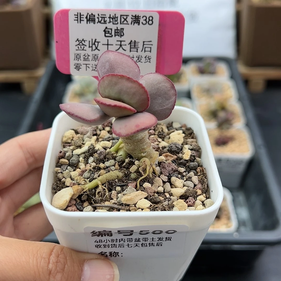 放**念580白肌红蛋多肉