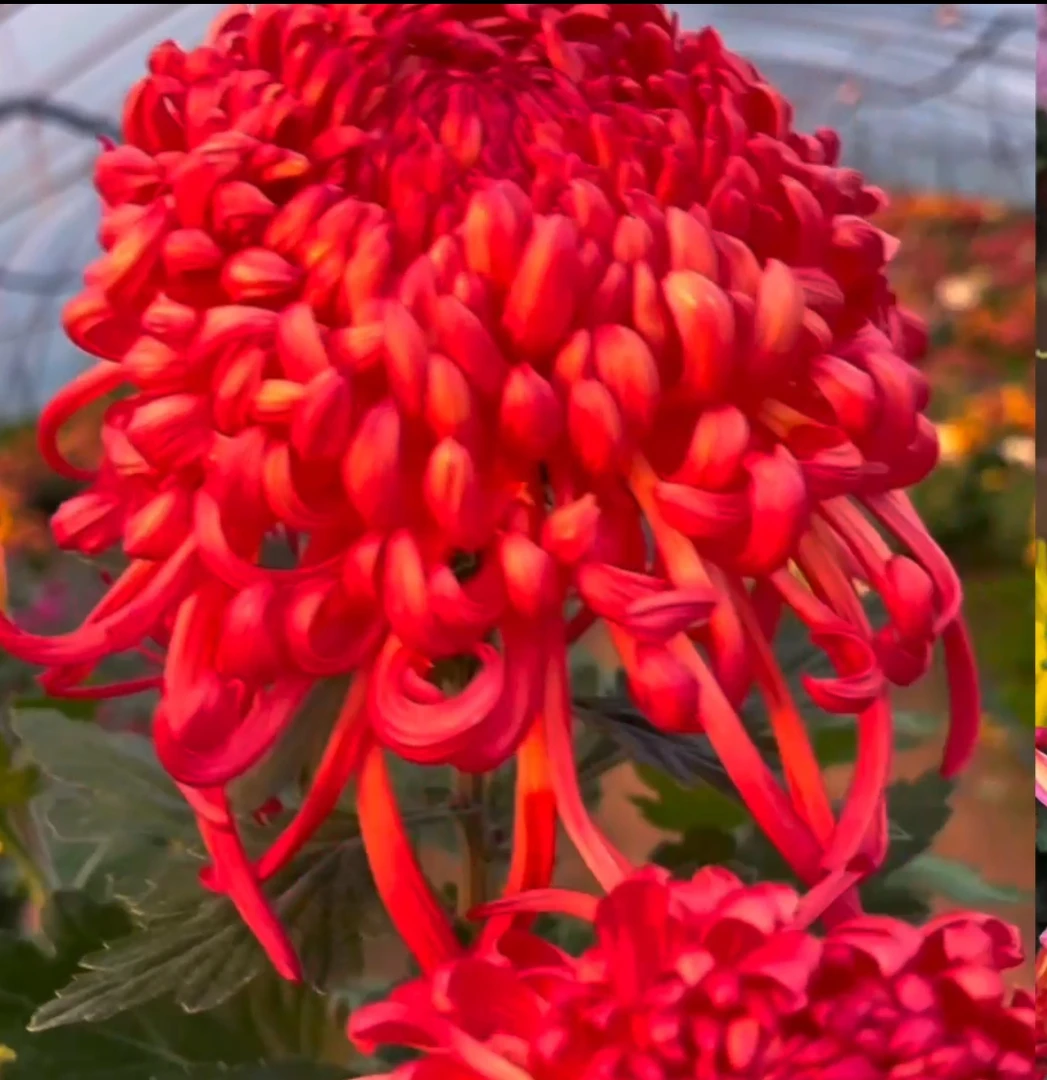 【母本不售后极乐殿】菊花苗耐寒耐热阳台庭院地栽