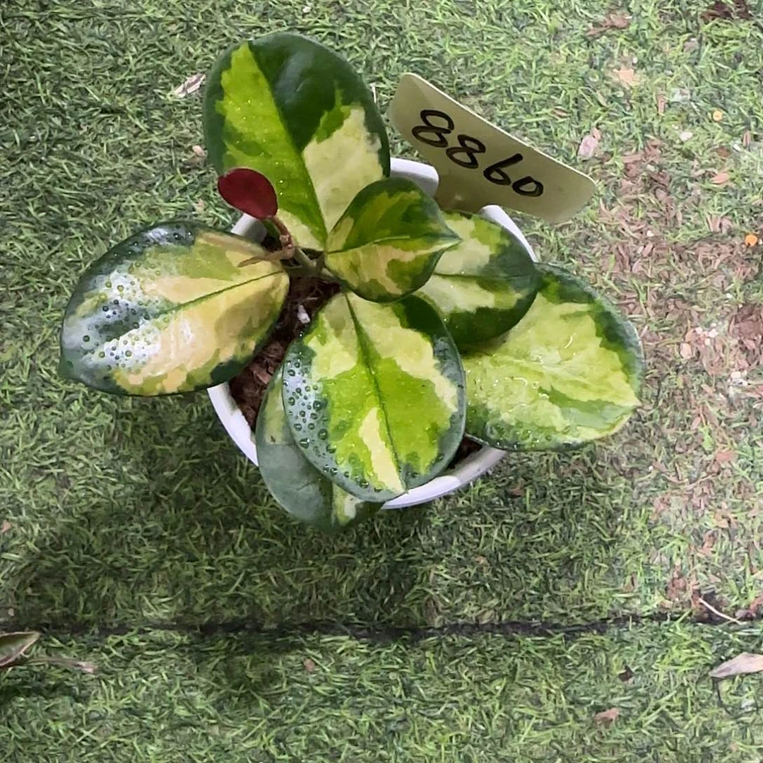 无花朵澳洲孔雀球兰