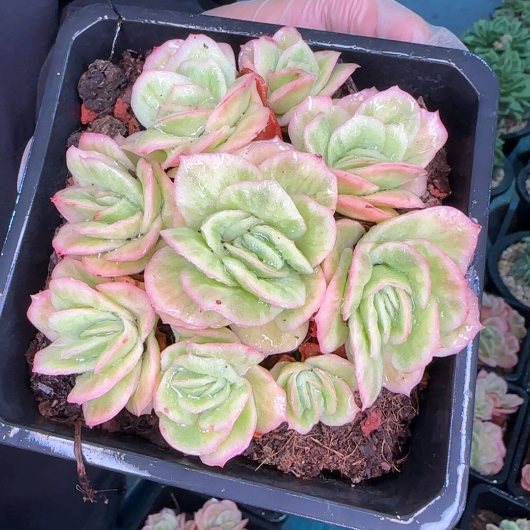 从前慢多肉编号冰玫瑰锦小