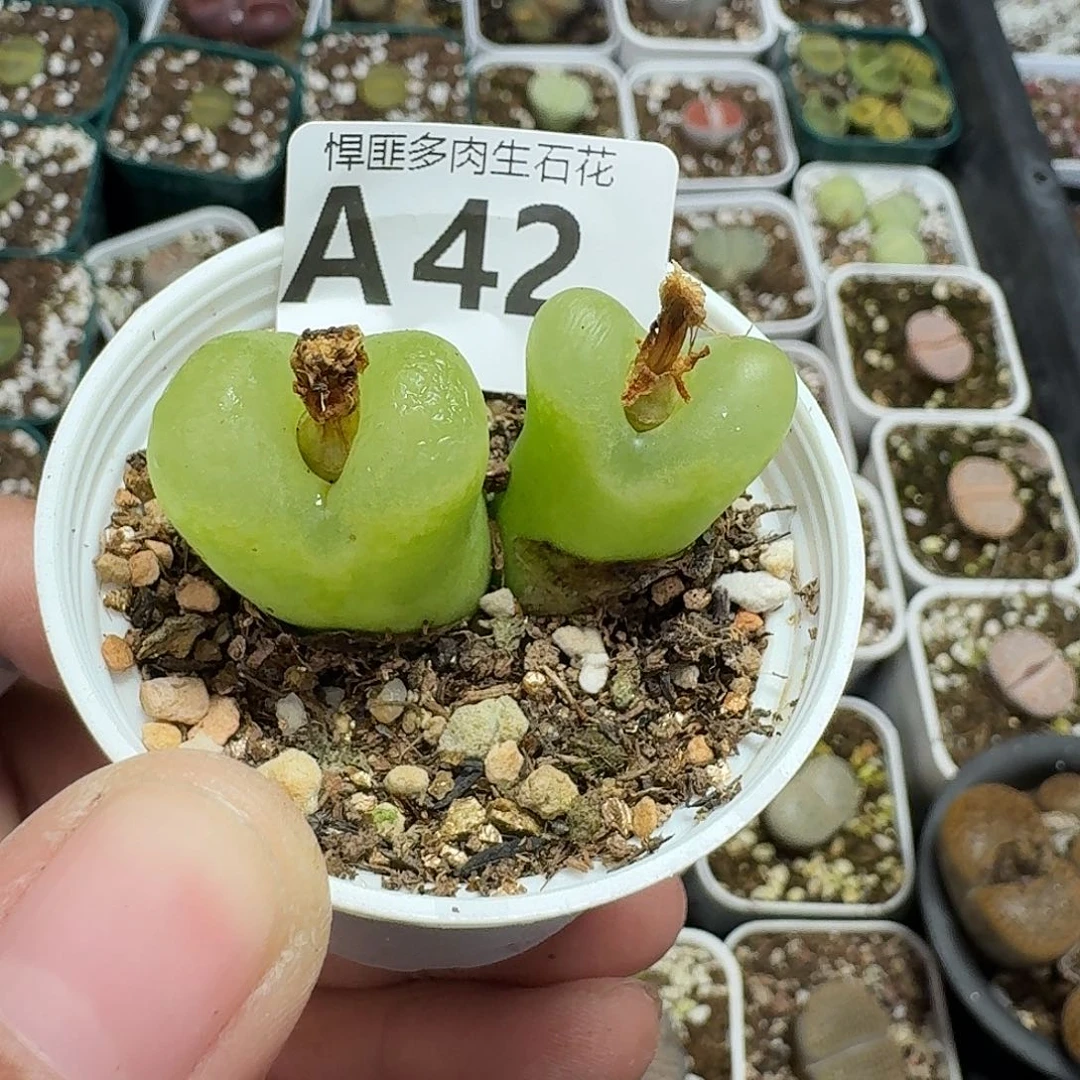 42多肉植物多肉植物