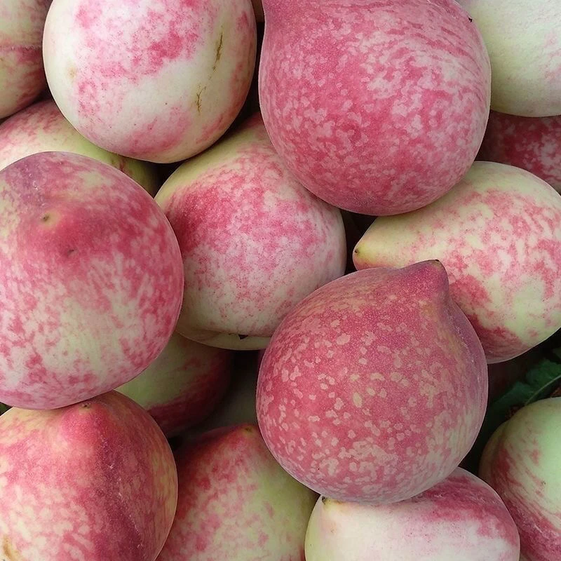 本地桃子正宗新鲜白花桃血桃水蜜桃脱骨脆甜毛桃现摘红肉桃子