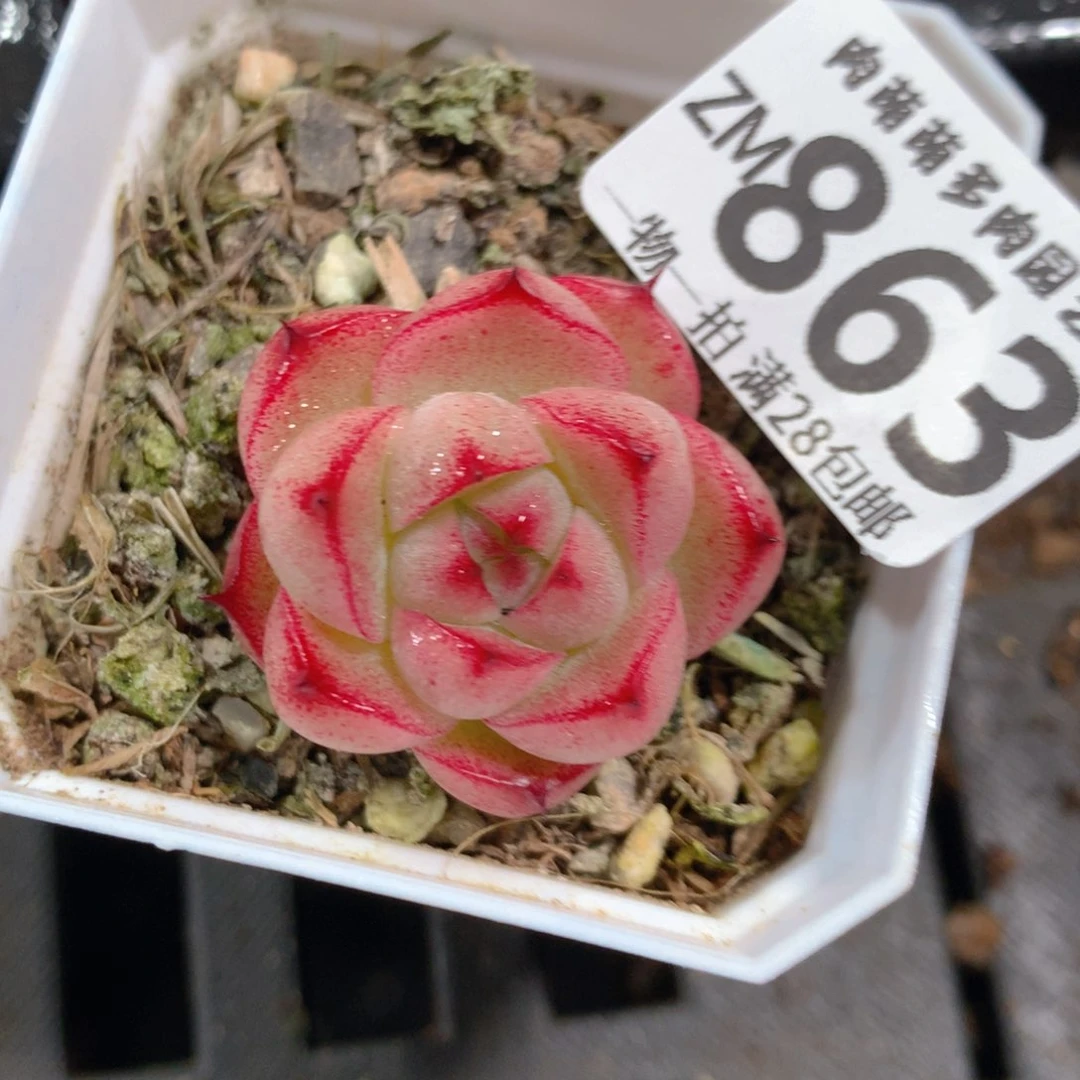 5CM拇指盆精控多肉ZM863