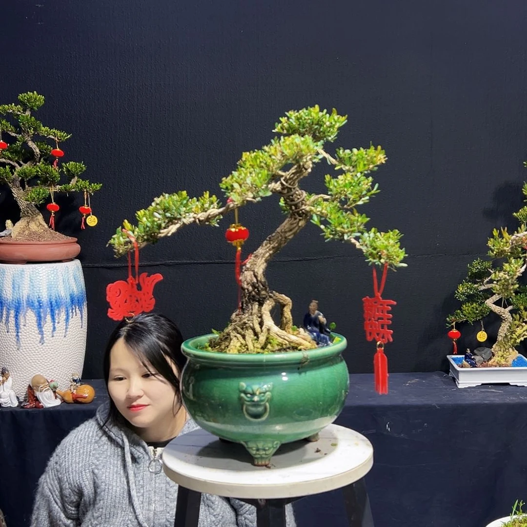 绿植？****？广东皱皮黄杨木