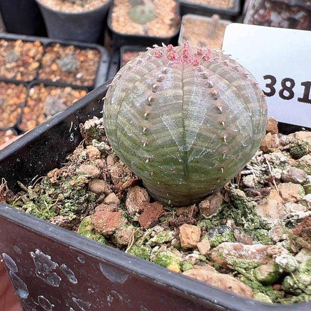 欧系布纹球，子播实生，2.8厘米