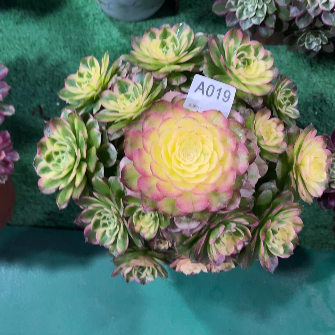 多肉海仙0000000019