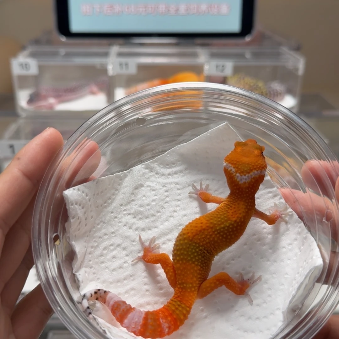 豹纹守宫血蜜桔弟弟