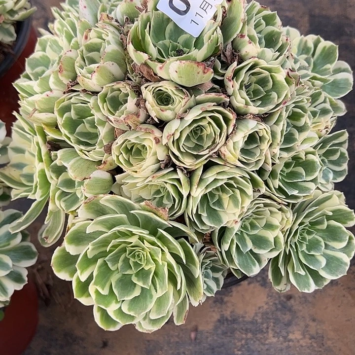 11.11-41迈巴赫多肉植物1