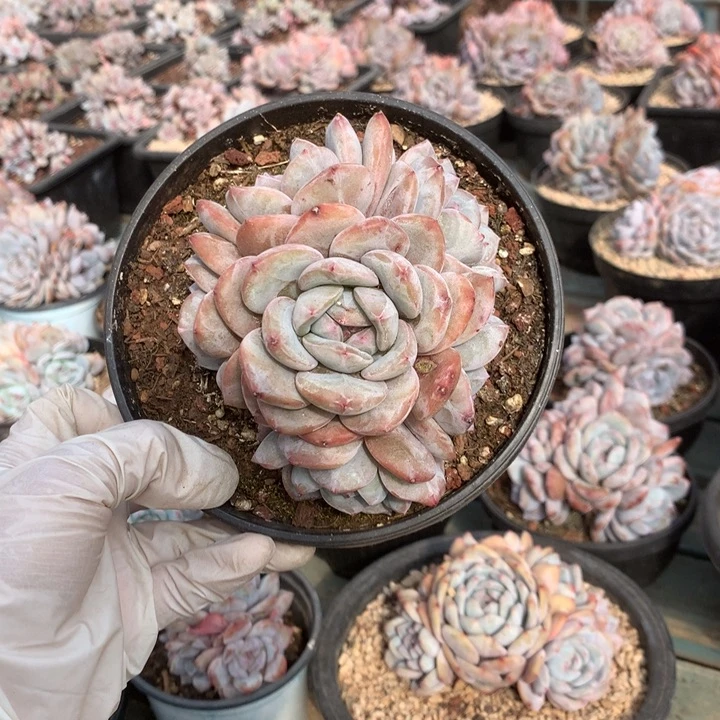 无花朵花花花花花花花31