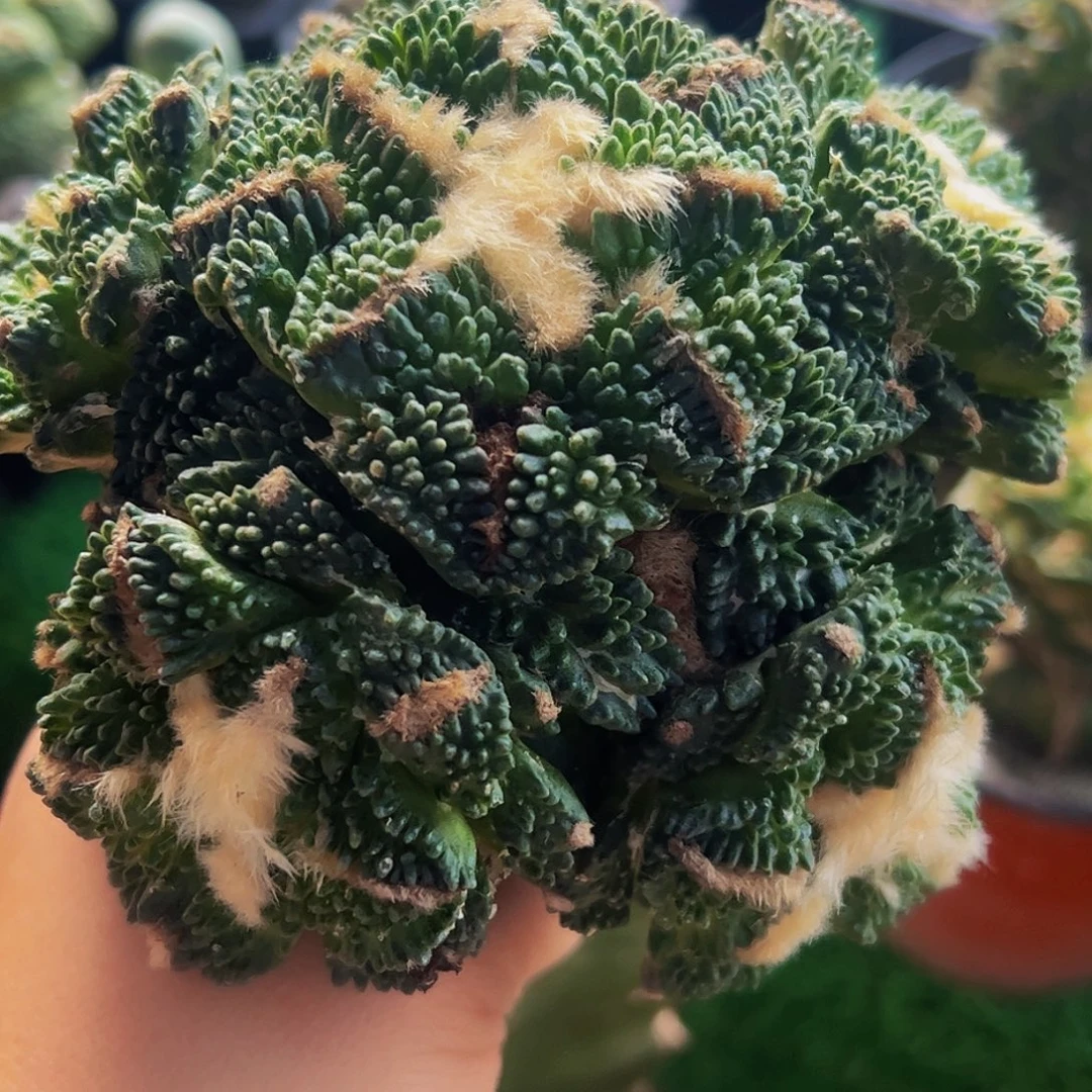 无花朵福利龟甲牡丹群888