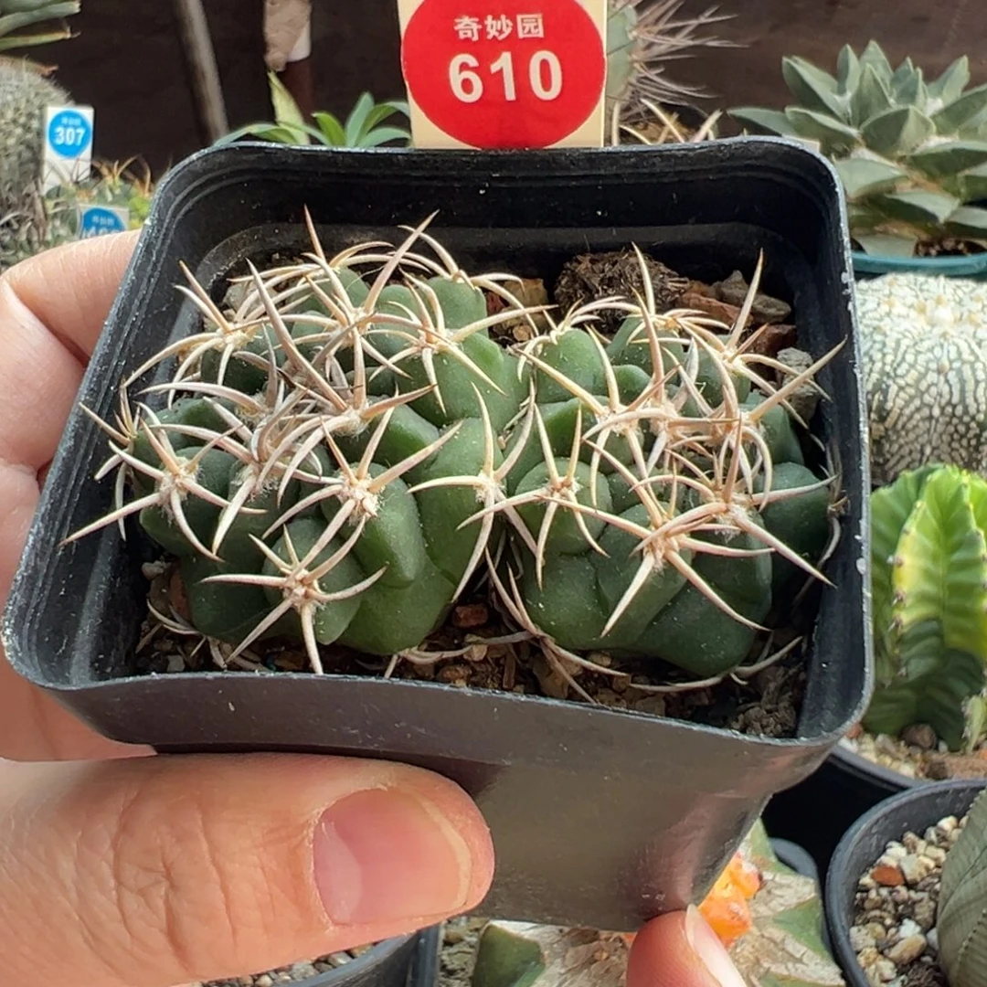 实生双头碧岩玉一棵